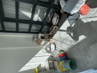 British Longhair Şecereli Cins Kedi