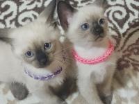 Safkan siyam kedisi yavruları