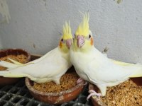 Ücretsiz sahiplendirme sultan papağanımız