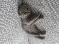 1.5 Aylık Dişi Yavru Scottish Fold