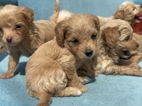 2 aylık poodle yavrular izmir