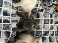 Güzel Kedi Yavrularımız Yeni Yuvasını Arıyor