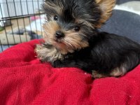 Orjinal Şecereli Teacup Yorkshire Terrier Yavrumuz
