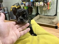 Çok Sevimli Ve Oyuncu French Bulldog Yavrumuz