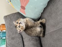 Scottish Black Golden Ny25