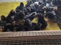 Silver Wyandotte Civcivler