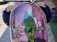 Kız çocuğu tarafından büyütülmüş amazon blue front