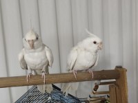 Albino takım kuşlarım sahibini bekliyor