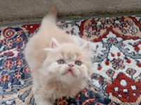 İran Persian Longhair