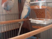 Hazır çiftleşen yavrulu takım muhabbet kuşu