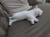 2 Aylık British Yavrumuza Yuva Arıyoruz