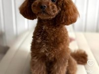 Brown toy poodle erkek - mini boy (2.7 kg) çiftleşmeye hazır