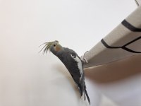 Sultan Papağanlar Sahiplendirilecek