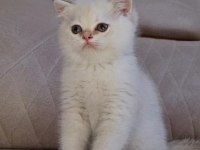 Golden point british shorthair yavru erkek