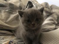 Acil british ve scottish yavru ve yetişkin kediler