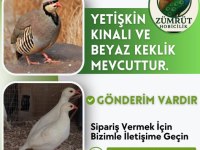 Kınalı ve beyaz keklik