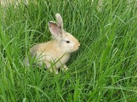 Çok Sevimli Mükemmel Tavşanlar
