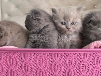 Scottish Fold Yavru Kediler