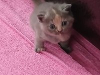 Scottish Fold Ve Scottish Straight Kardeşler