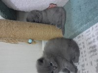 2 gri british longhair 40 günlük