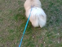Pomeranian Boo 2 Yaşında Erkek