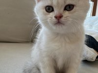 2 Aylık Dişi British Shorthair Kedimiz