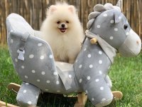 Pomeranian Boo Köpeği Yavruları