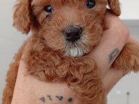 Safkan red brown teacup poodle