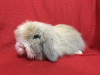 A kalite hollanda teddy lop tavşanı