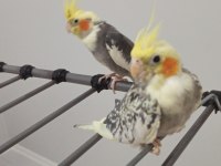 Tecrübeli çift sultan papağanı takım