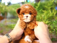 Toy poodle yavru (ücretsiz değildir)