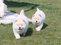 Ayı surat chow chow yavruları