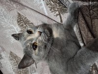 Kedimiz Luna Yeni Yuvasını Arıyor