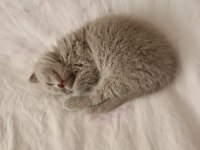 45 Günlük Lılac Ve Gri Scottish Fold Bebekler