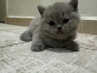 1.5 Aylık Kızımızı Sahiplendiriyoruz British Shorthair