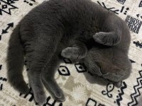 Safkan British Shorthair