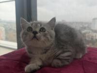 Yavru british kedimiz