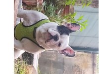 4 Yaşında Erkek Fransız Bulldog