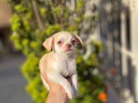 Teacup mavi göz erkek şivava yavrum