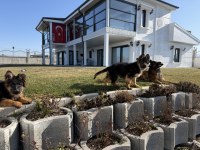 Şampiyon alman kurdu yavruları