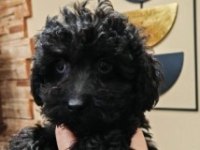 Siyah Toy Poodle Yavrularımız