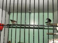 Baykuş ispinozu çift