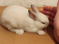 Son 2 Adet Yavru Tavşan