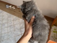 British Longhair Yavru Kedimiz