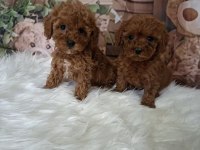 Mükemmel Toy Poodle Yavrularımız
