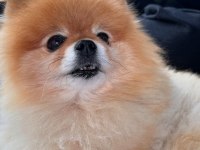 1 Yaşında Kadayıf Pomeranian İyi Aileden