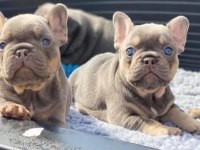 Fransız bulldog yavruları