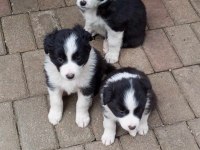 Sağlıklı Safkan Border Collie Bebekler