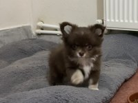 Çok Tatlı Şivava Bebekler