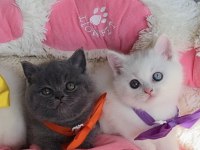 Nadir Bulunan Oddeyes Ve Blue British Bebeğim